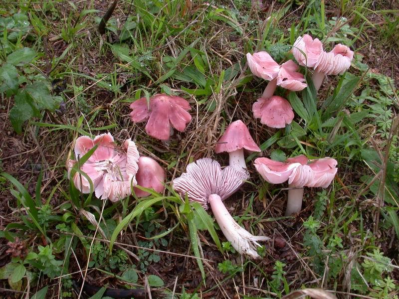 Hygrocybe psittacina - Agli amici del Forum